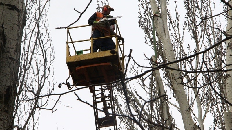 В Константиновке планируют удалить больше 60 аварийных деревьев