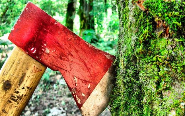 В Украине начали активно бороться с незаконной вырубкой леса