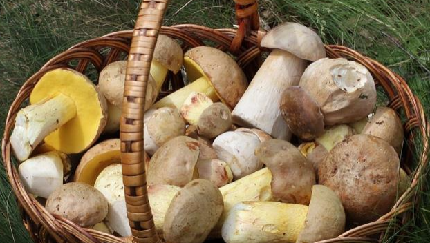 Семья из Славянска отравилась грибами