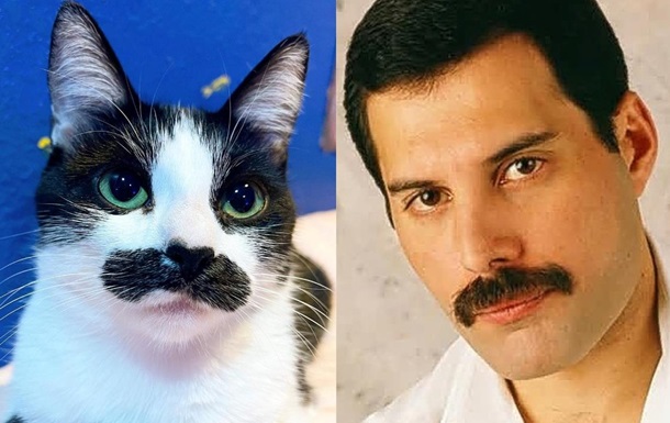 В сети прославилась кошка, которая очень похожа на фронтмена группы Queen