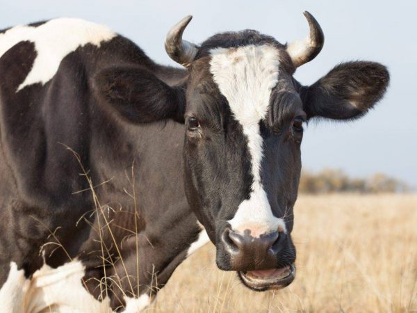 Хозяйствам на Донетчине, которые занимаются скотоводством, выделили почти 26 млн на содержание животных