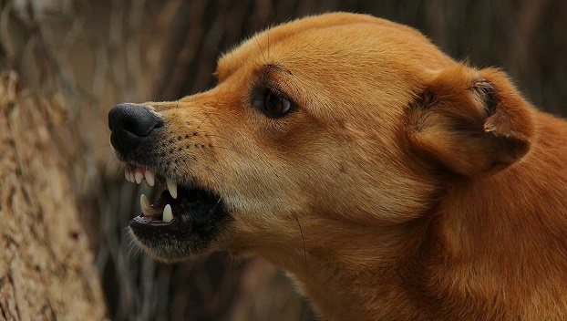 В Мукачево домашний пес напал на своего хозяина