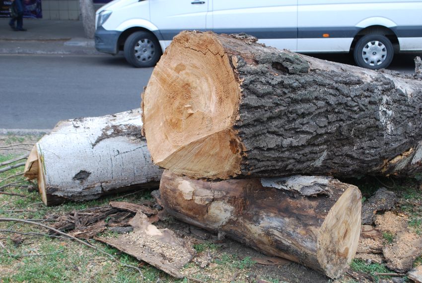В Константиновке планируют убрать 22 аварийных дерева: список улиц