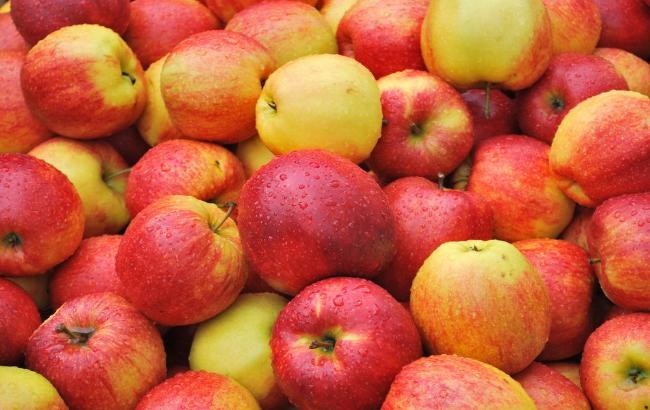 Украина установила рекорд по экспорту яблок