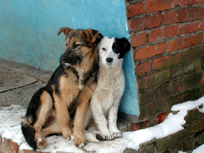 Бездомным собакам Бахмута отказали в путешествии в Харьков