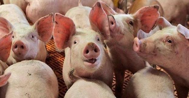 Украине запретили ввозить свинину в Беларусь 
