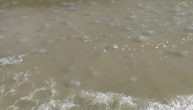 В бархатный сезон на Азовье по-прежнему много медуз. Фото