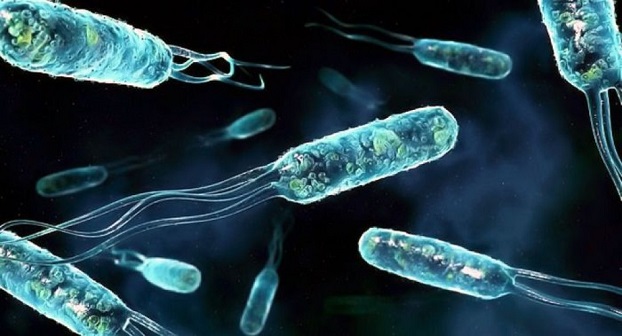 Ученые обнаружили бактерии, которые устойчивы ко всем известным антибиотикам