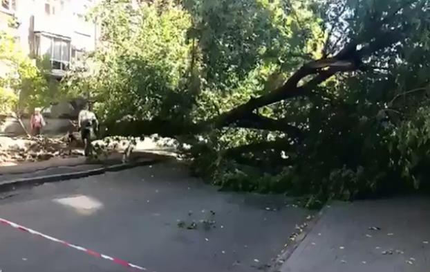 В украинской столице огромное дерево упало на женщину