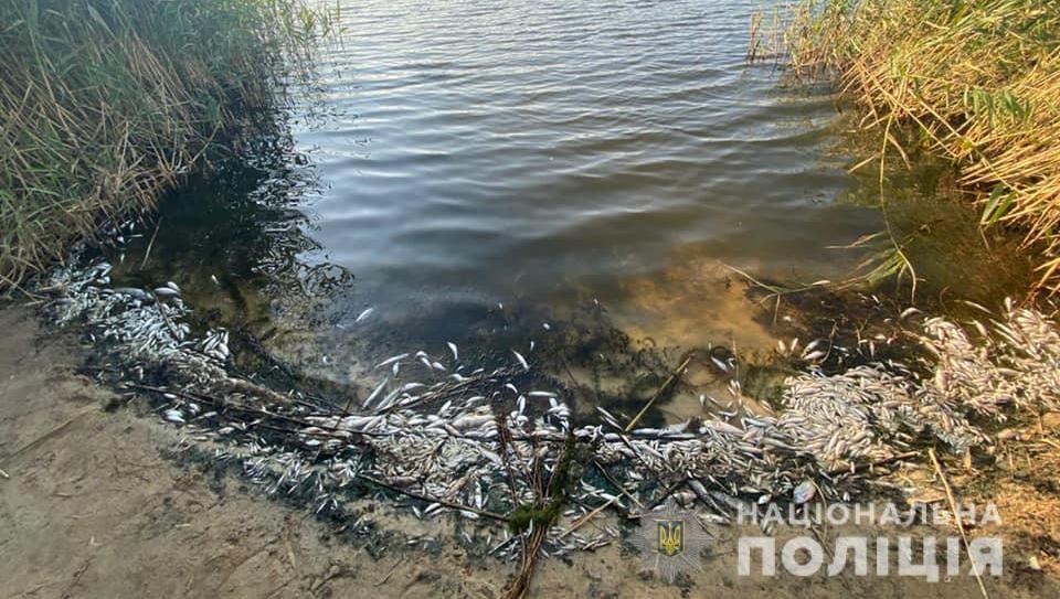 Массовый мор рыбы обнаружили в водоеме Луганской области