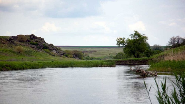 В реке Кальмиус начала массово гибнуть рыба 