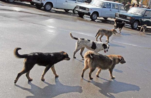 Бродячие животные на улицах Константиновки: Как будут решать проблему	