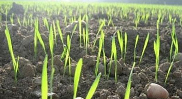 Урожай озимых в Константиновском районе из-за погоды под угрозой