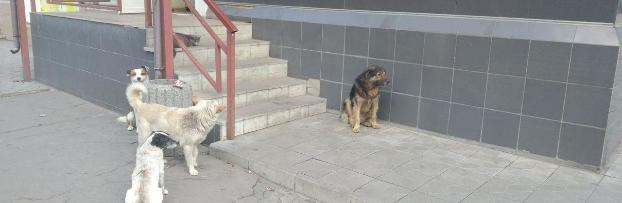 В этом году в Славянске простерилизовали 170 бездомных собак