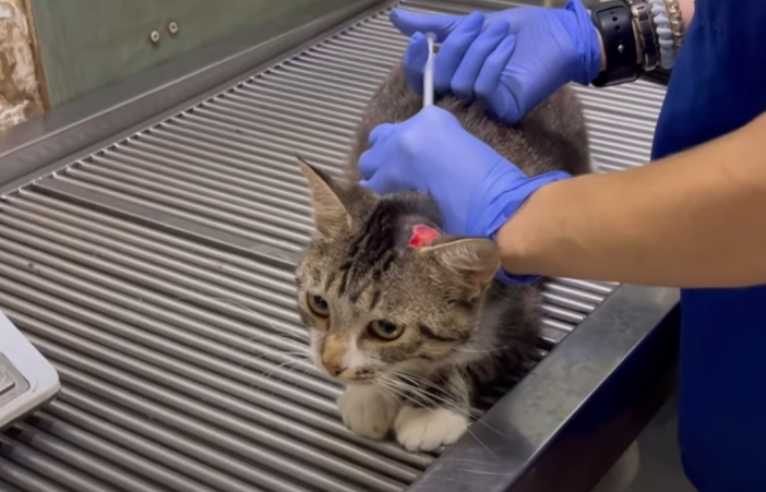 Эвакуируют под звуки взрывов: Как волонтеры вывозят животных из Константиновки