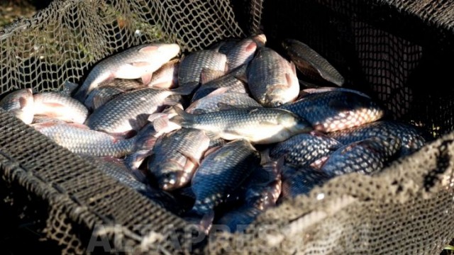 Критерии оценки риска хозяйственной деятельности в сфере рыбхозяйства расширились