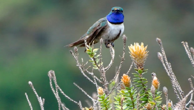 Ученые обнаружили в горах новый вид колибри 