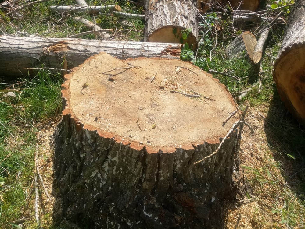 В Константиновке вырубят 122 аварийных дерева