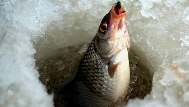 С начала ноября в Украине на зимовниках запрещено ловить рыбу