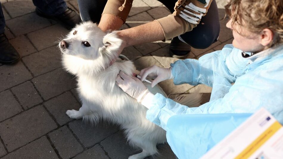 В Славянской громаде проведут бесплатную вакцинацию домашних животных от бешенства