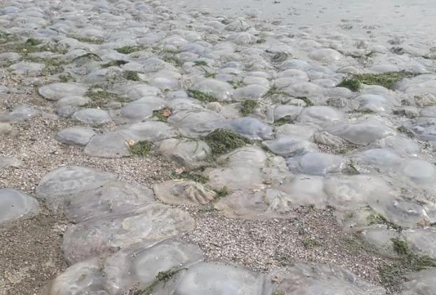 В Мариуполе на берег выбросило огромное количество мертвых медуз