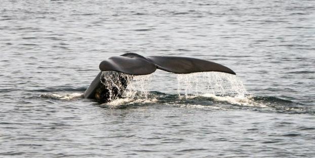 У берегов Канады нашли шесть погибших китов