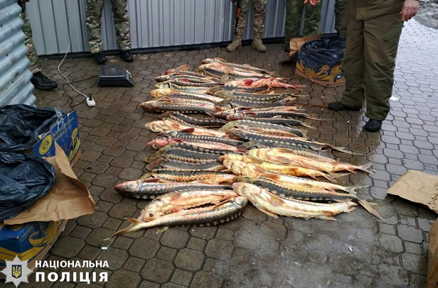 Рыбный четверг: на трассе Мариуполь — Мангуш полиция задержала авто, полное красной рыбы 