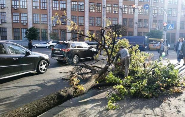 В Киеве сильный ветер повалил десятки деревьев