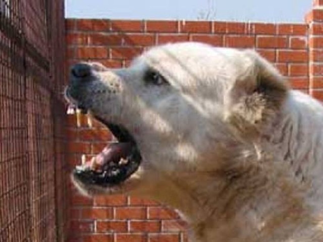 В Константиновке собака не пустила медиков к умирающему хозяину