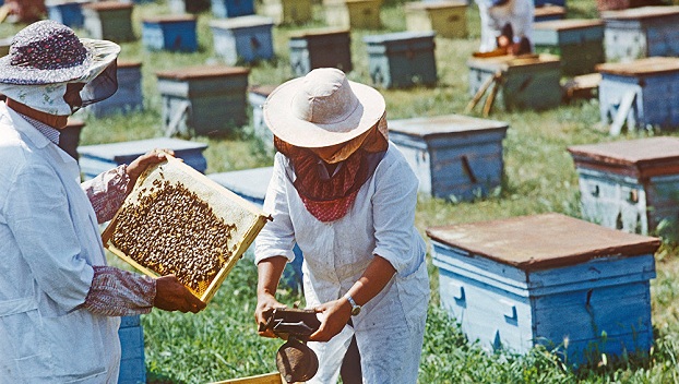 В Украине обеспечат поддержку пчеловодства