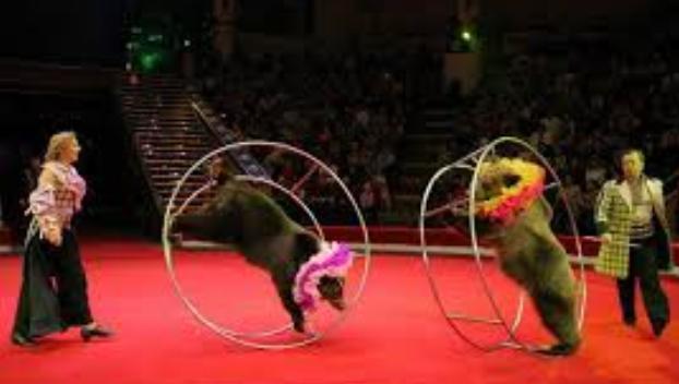 В Славянске могут запретить цирковые номера с животными 