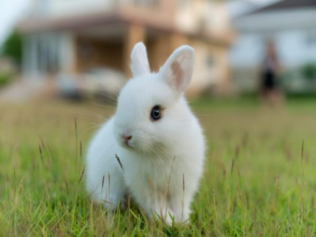 Жителя Одесской области посадили на три года за кражу кролика