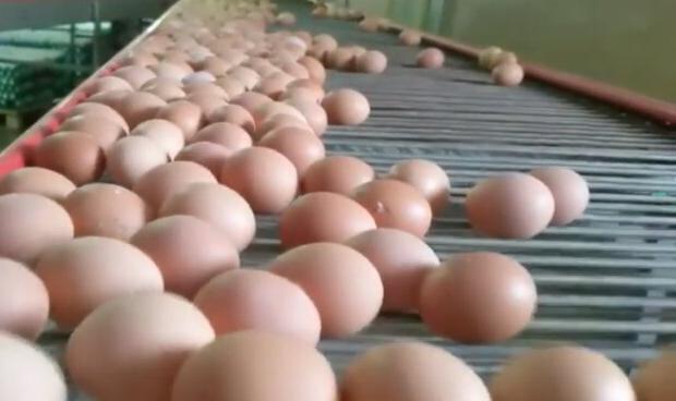 Яйца в Украине продолжат дорожать