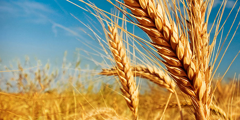 Украина продолжит экспорт пшеницы за рубеж