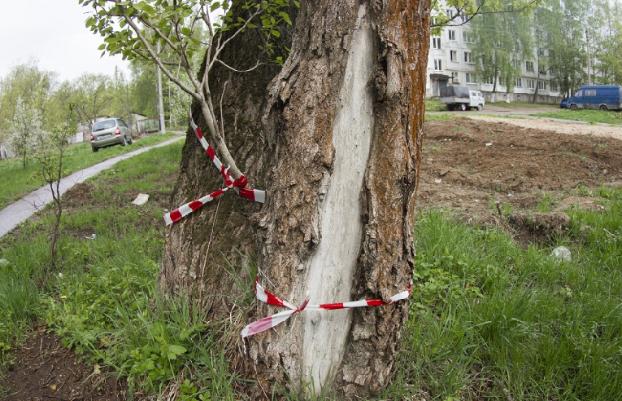 В Славянске уберут 28 аварийных деревьев
