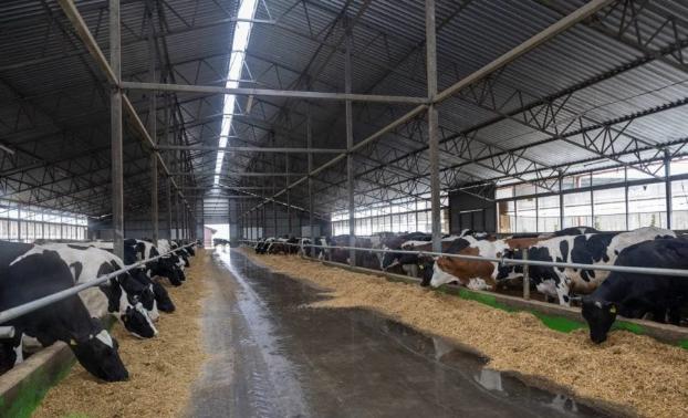 Из-под Бахмута эвакуировали сотни коров