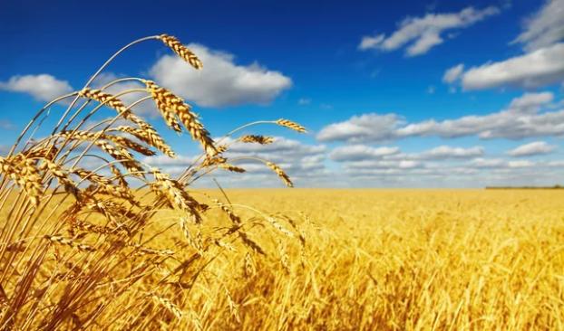 Юридические лица смогут покупать сельхозземли в Украине