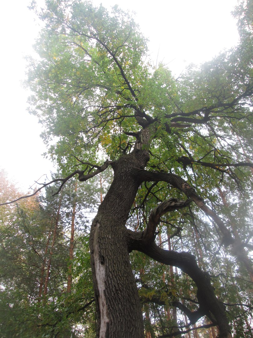 дерево в лесу