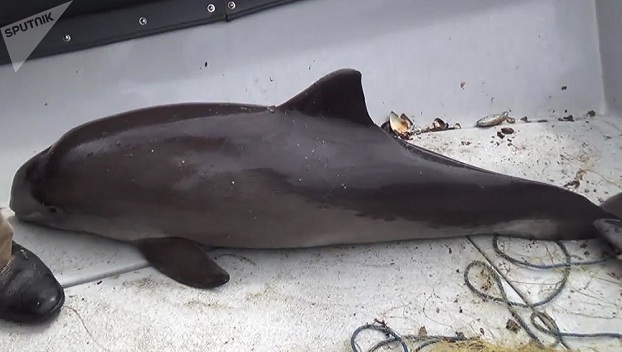Черный дельфин умер, наевшись полиэтиленовых пакетов 