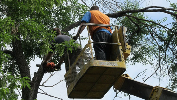 Сакуры в Славянске появятся на месте аварийных деревьев
