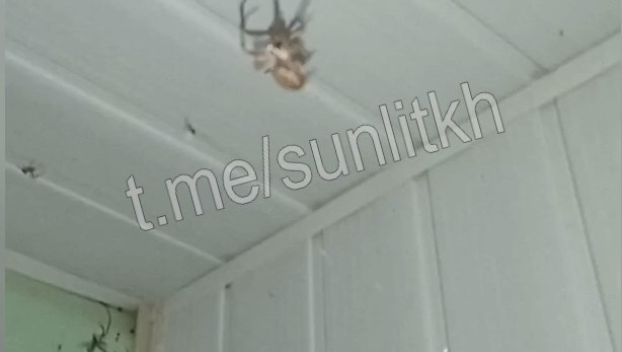 Жуткое зрелище: отдыхающих в Кирилловке атаковали огромные пауки — видео