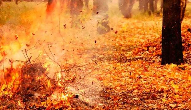 За сжигание листвы и сухостоя предлагают сажать