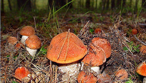 Пенсионер умер в лесу, собирая грибы