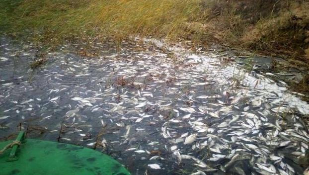 В Краматорском районе усиливают контроль за продажей рыбных продуктов