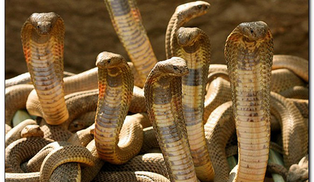 Гады ползучие: три сотни змей устремились на свободу