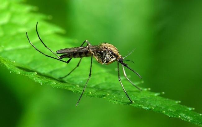 В Ивано-Франковске зафиксирован случай малярии