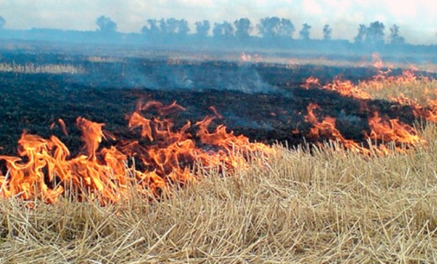 В Луганской области сгорели 16 гектаров пшеницы нового урожая