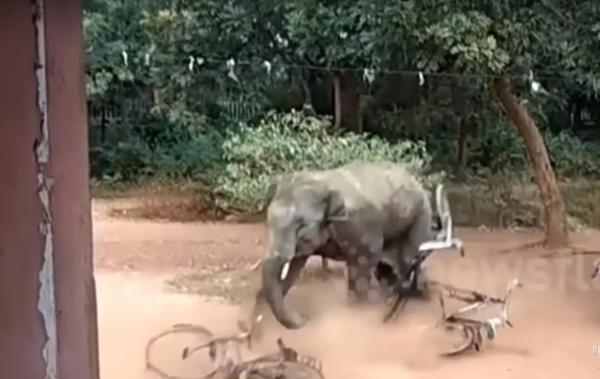 В Индии слон травмировал трех человек