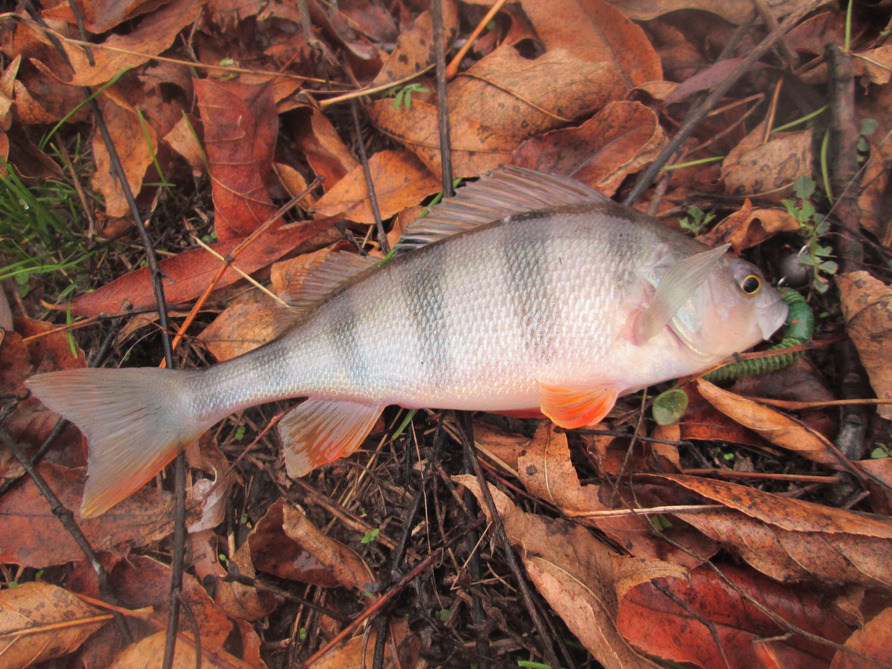 рыба на опавшей листве