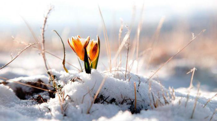 Синоптики рассказали о резком приходе весны